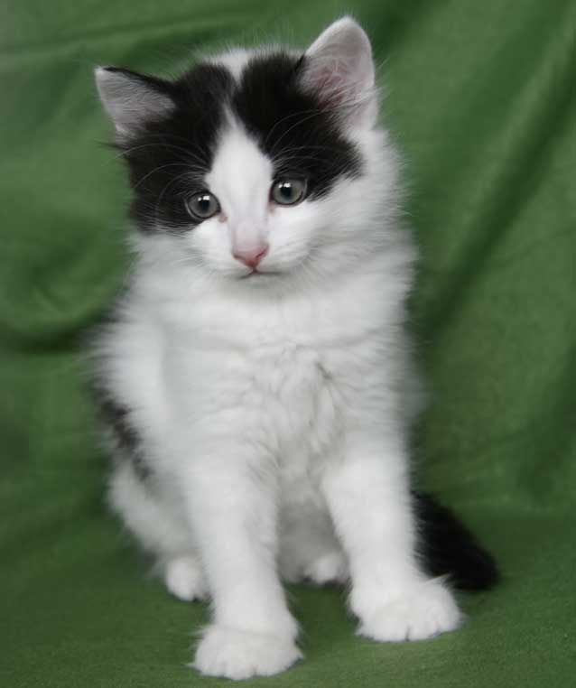 sibirisk kattunge Cupido