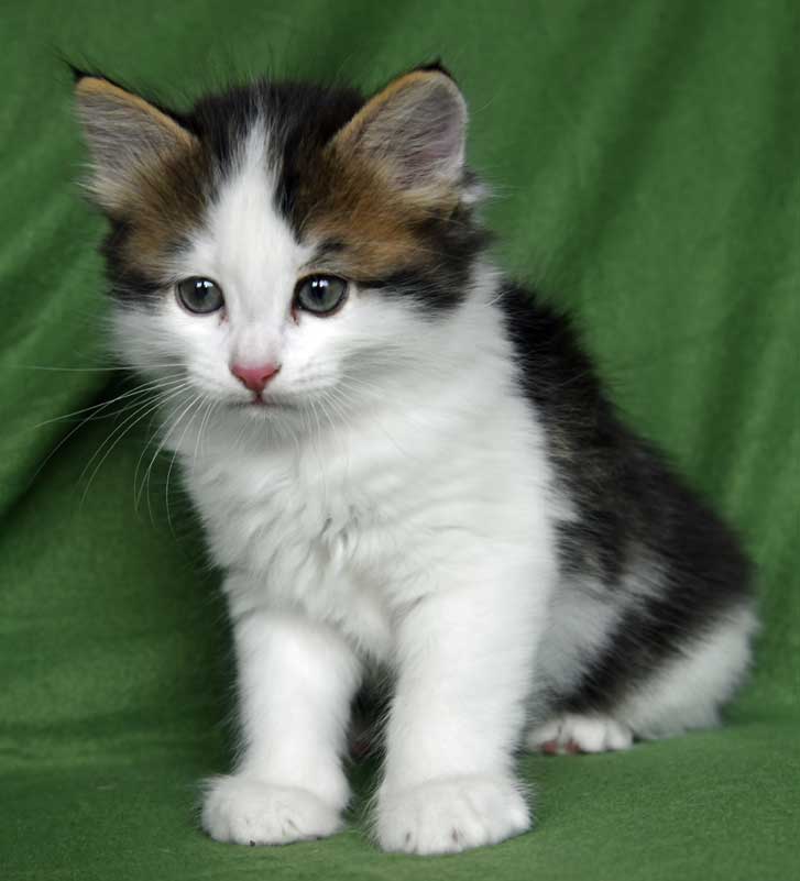 sibirisk kattunge Caphir