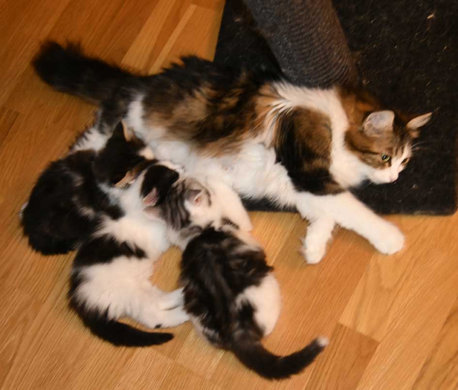 sibiriska kattungar C3-kull