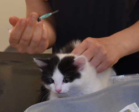 sibirisk kattunge Cupido