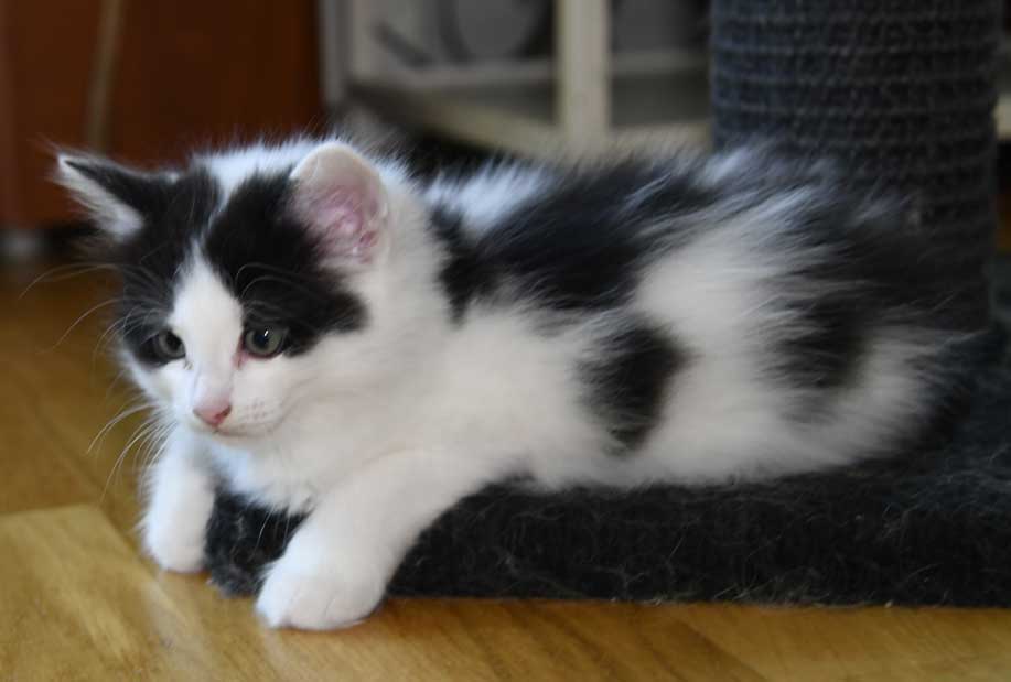 sibirisk kattunge Cupido