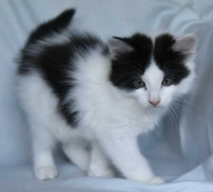 sibirisk kattunge Cupido