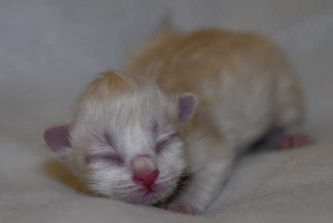 Neva Masquerade kattunge Dizzy