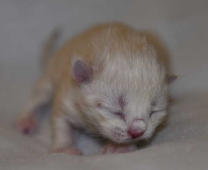 Neva Masquerade kattunge Disa