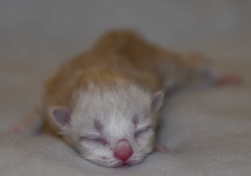 Neva Masquerade kattunge Dixie