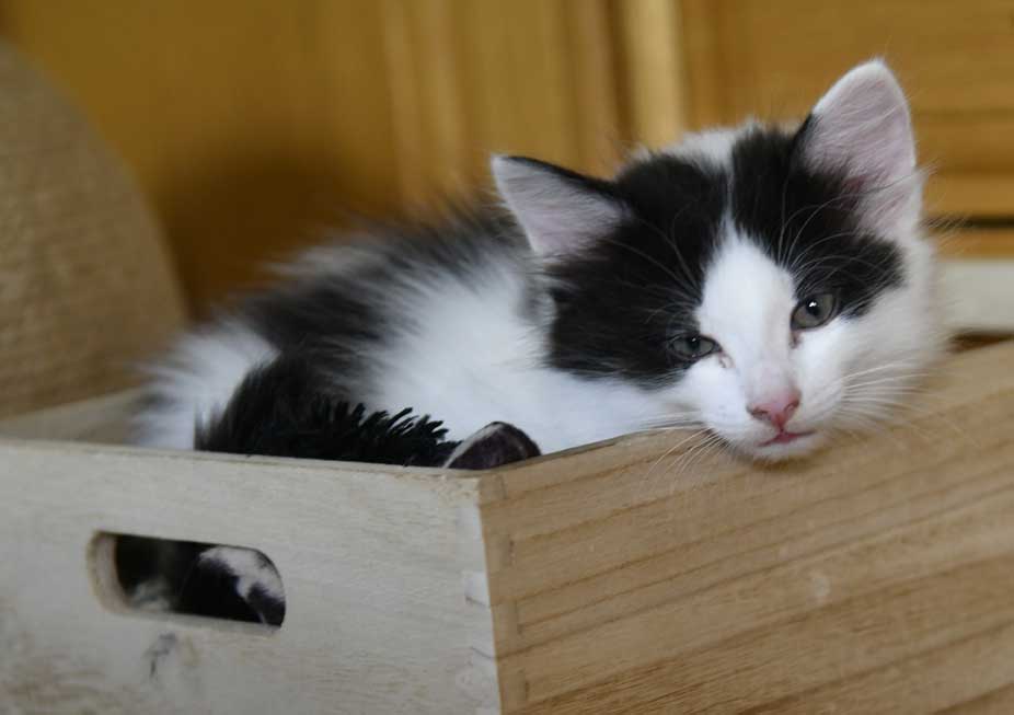 sibirisk kattunge Cupido