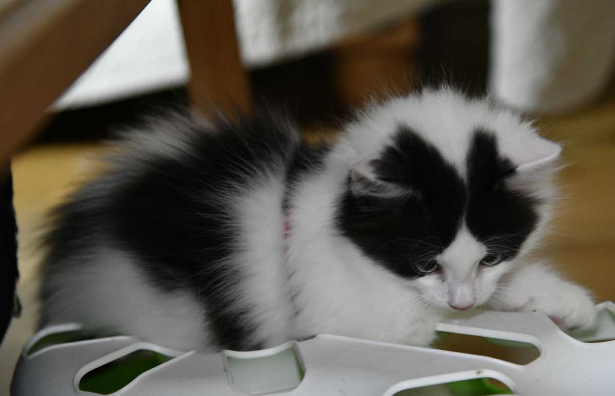 sibirisk kattunge Cupido