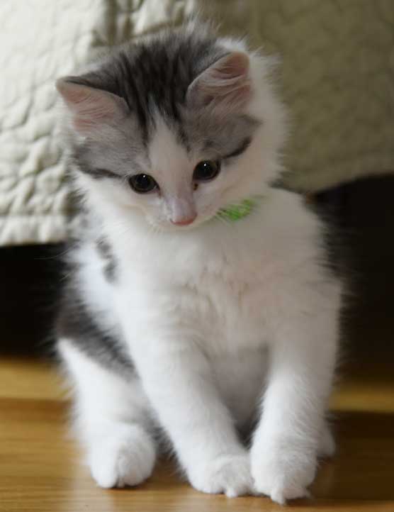 sibirisk kattunge Caesar