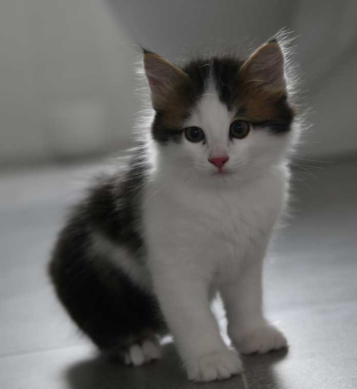sibirisk kattunge Caphir