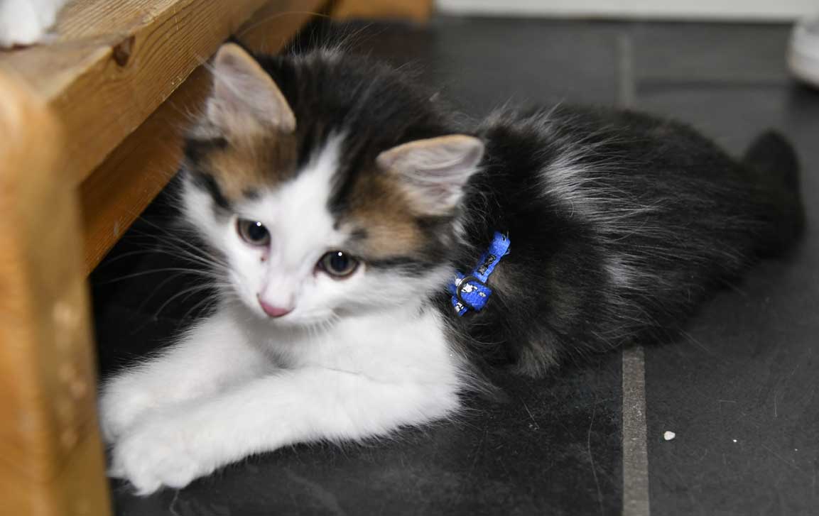 sibirisk kattunge Caphir