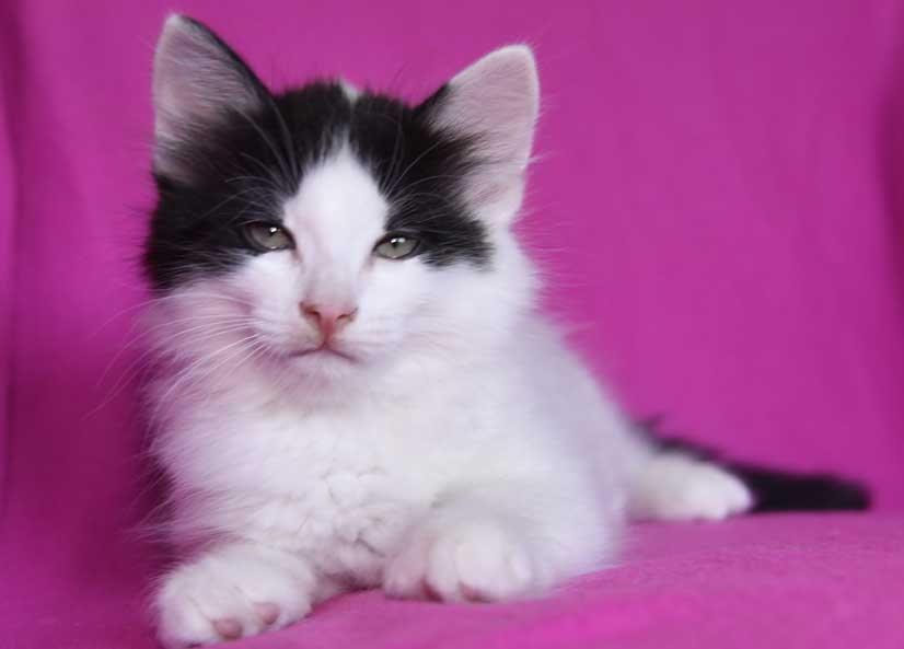 sibirisk kattunge Cupido