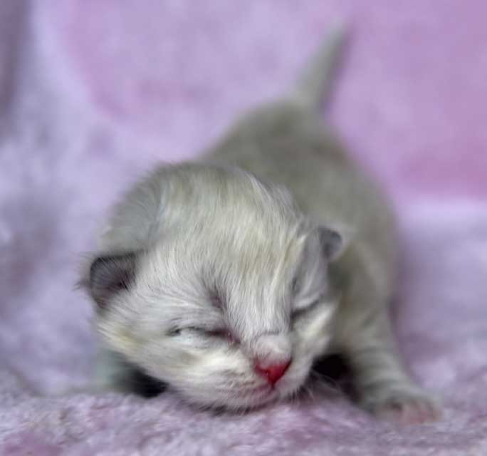 Neva Masquerade kattunge Dizzy