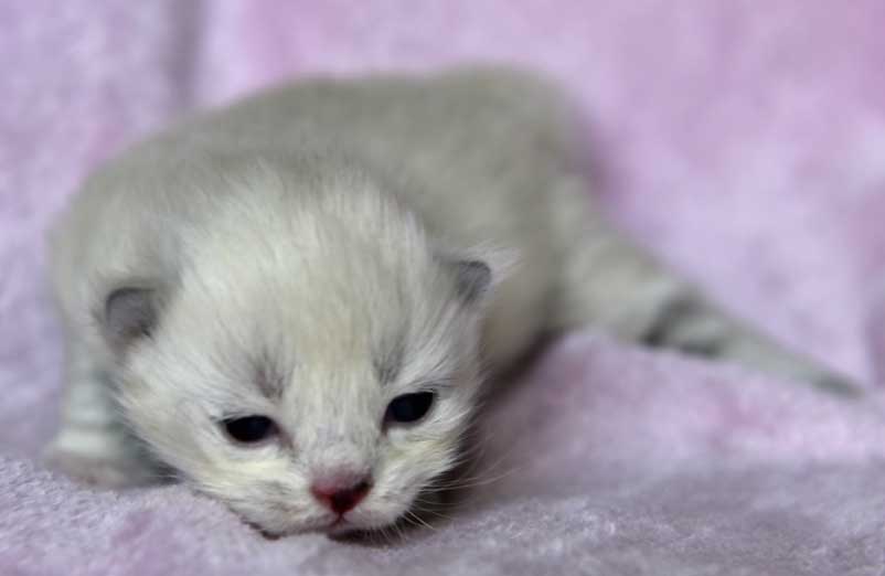 Neva Masquerade kattunge Disa