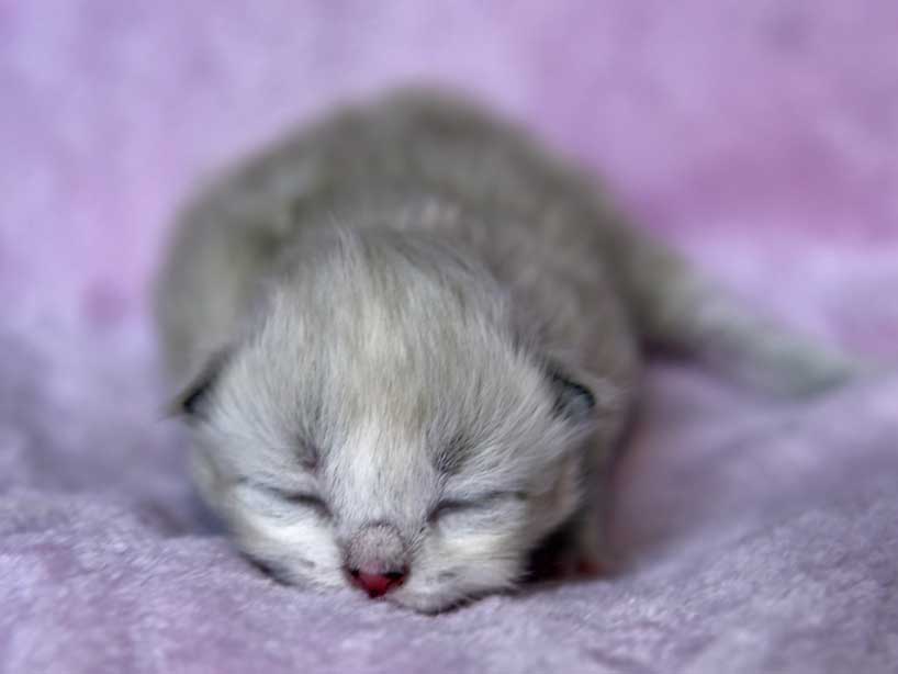 Neva Masquerde kattunge Dixie