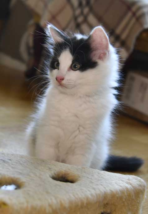 sibirisk kattunge Cupido