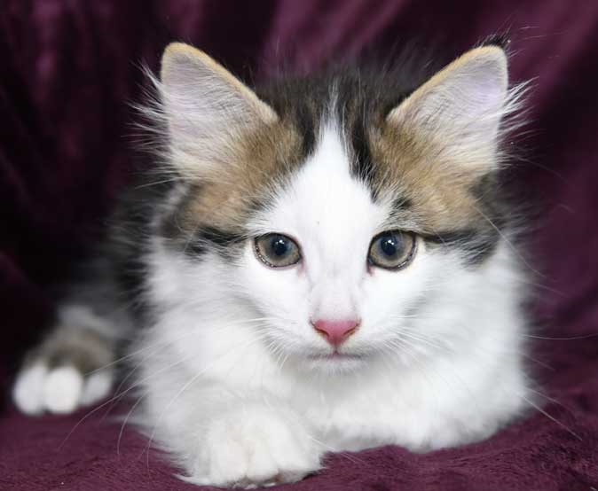 sibirisk kattunge Caphir