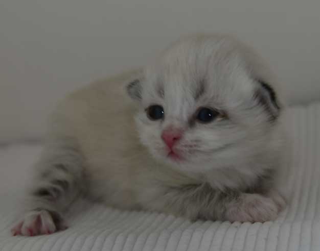 Neva Masquerade kattunge Dizzy