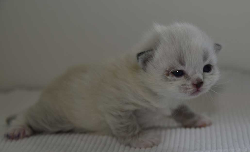 sibirisk kattunge Disa