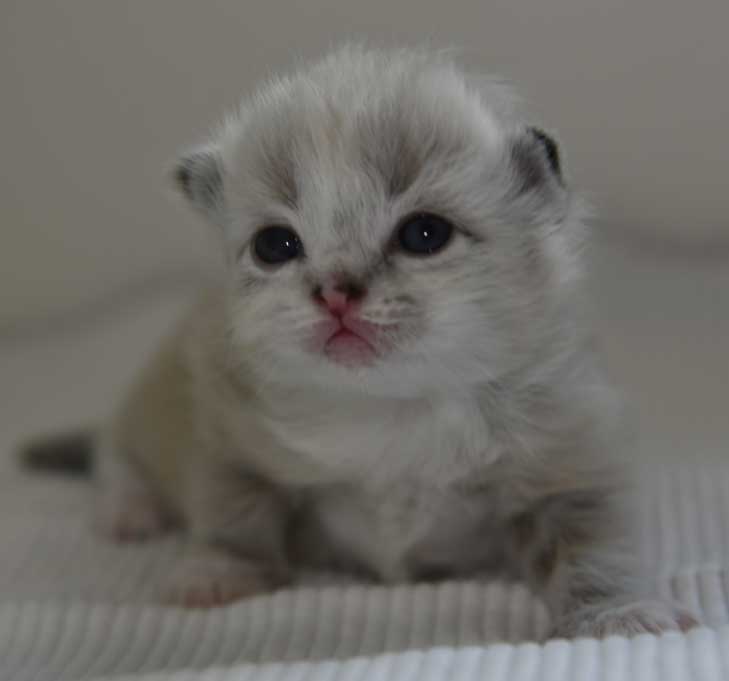 Neva Masqueradekattunge Dizzy