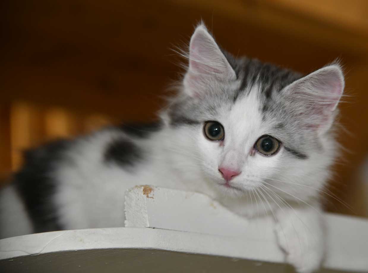 Sibirisk kattunge Caesar