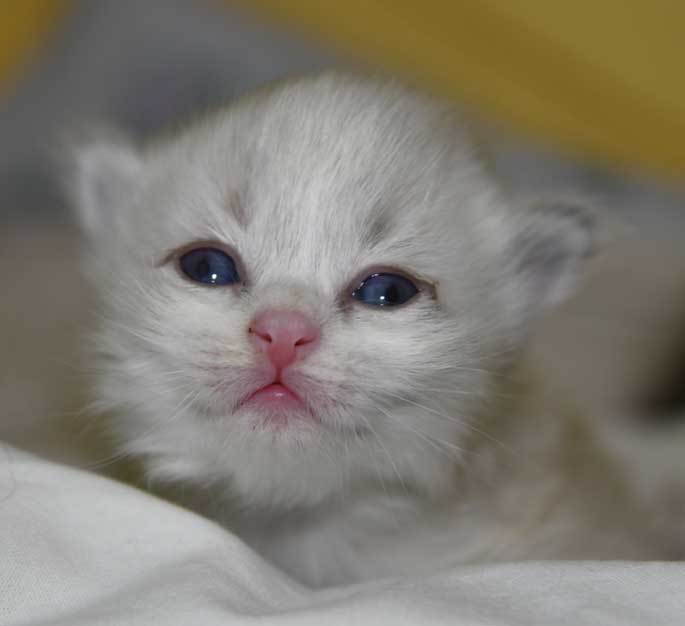 Neva Masquerade kattunge Dizzy