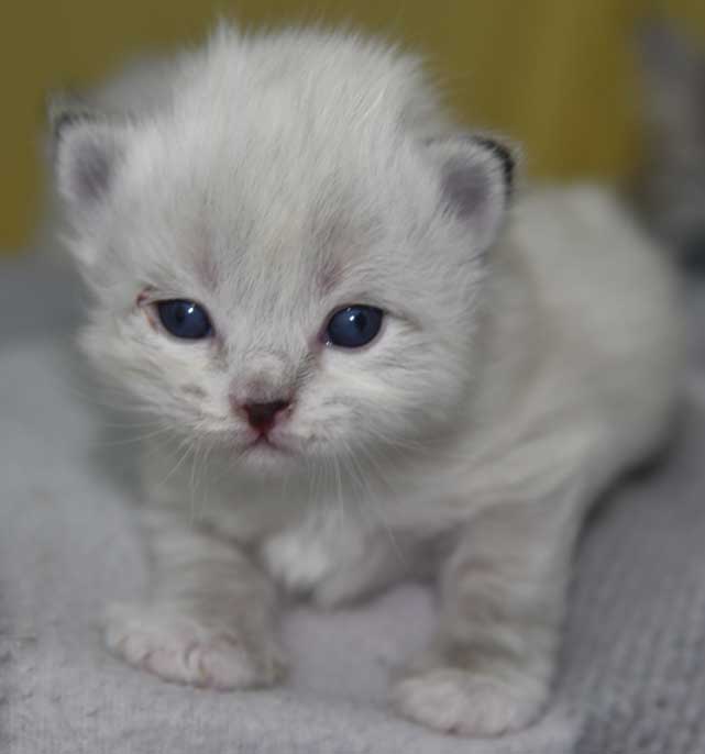 Neva Masquerade kattunge Disa