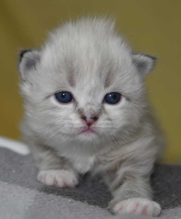 Neva masquerade kattunge Dixie