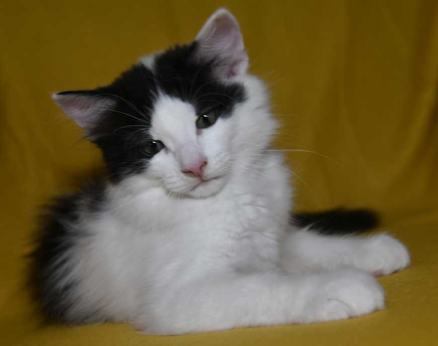 sibirisk kattunge Cupido