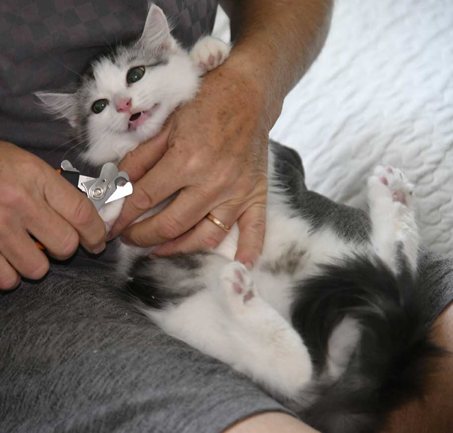 Sibirisk kattunge Caesar