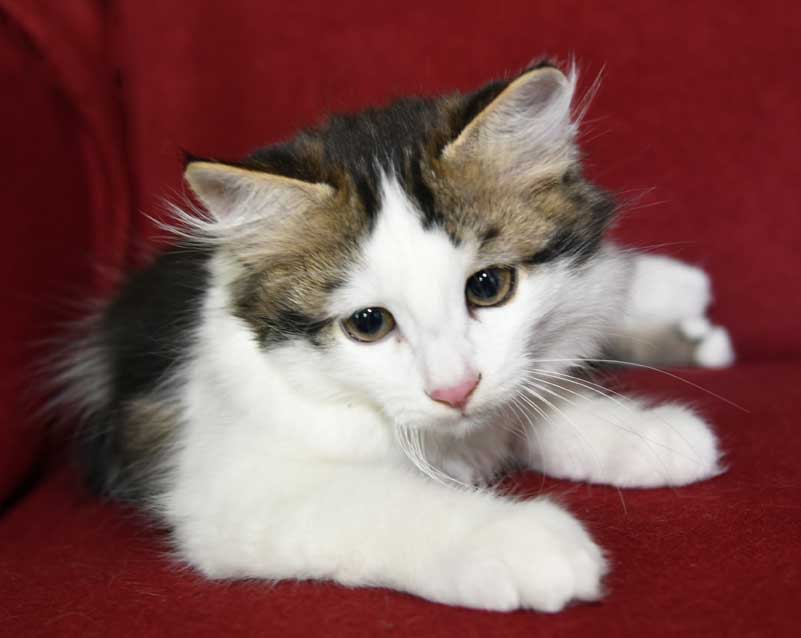 sibirisk kattunge Caphir