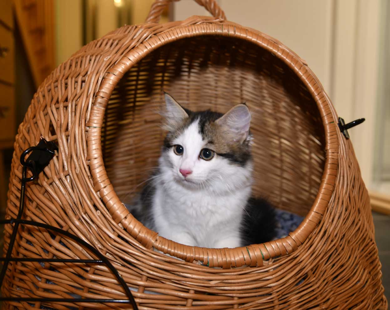 sibirisk katt Caphir