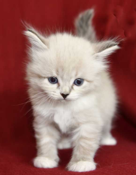 sibirisk kattunge Disa