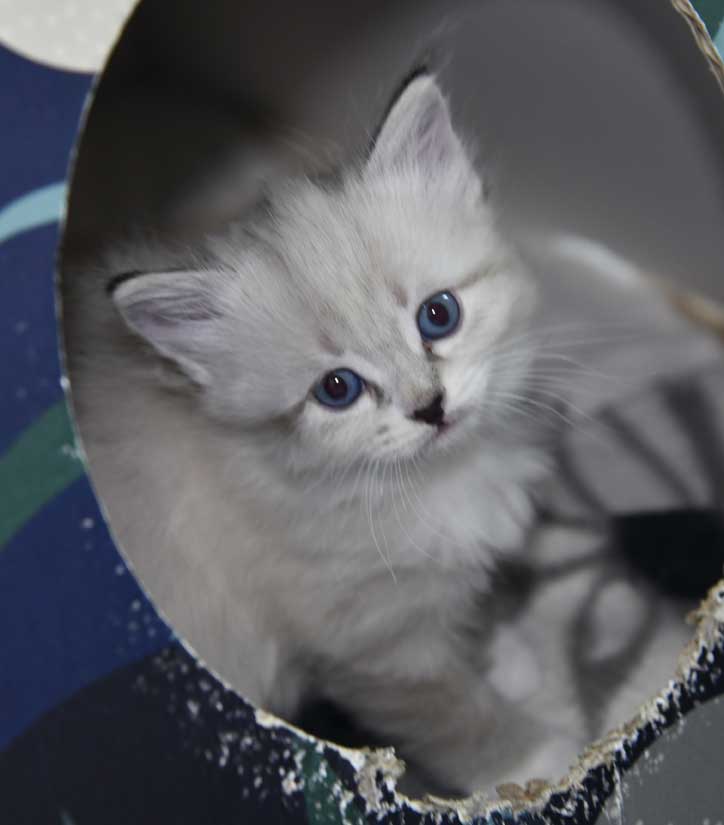 NevaMasquerade kattunge Disa