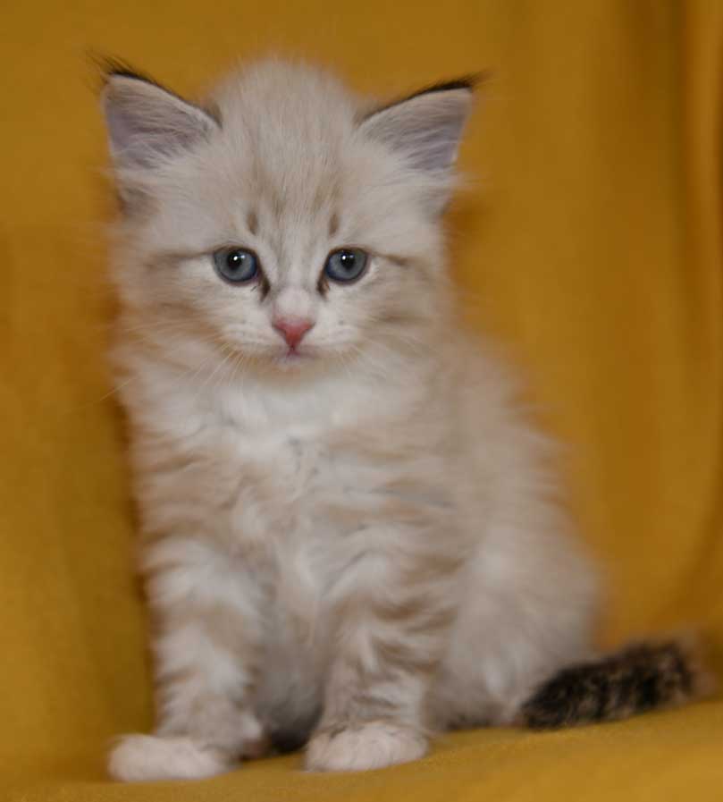 sibirisk kattunge Dizzy