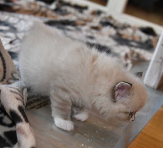 Neva Masquerde kattunge Disa