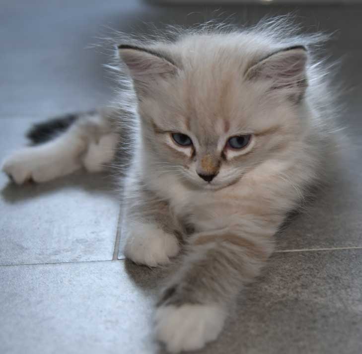 Neva Masquerade kattunge Disa