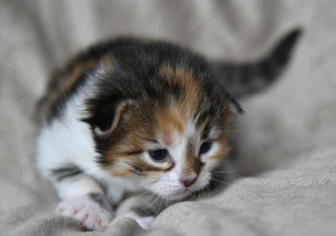 sibirisk kattunge Ebella