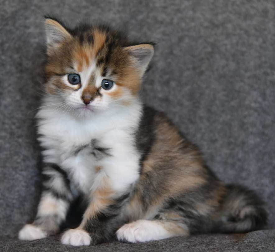 sibirisk kattunge Ebella