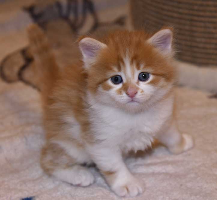 Sibirisk kattunge Edwin