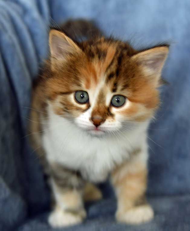 Sibirisk kattunge Ebella
