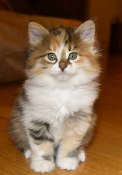Sibirisk kattunge Ebella