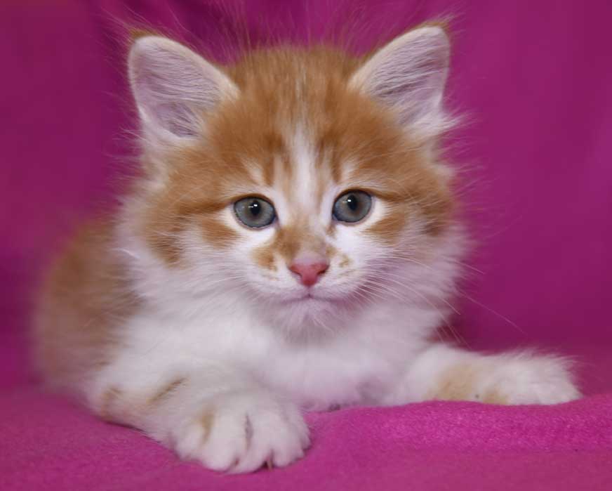 sibirisk kattunge Edwin