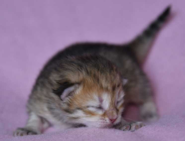 Sibirisk kattunge Florentina