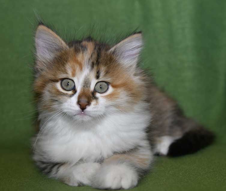 Sibirisk kattunge Ebella