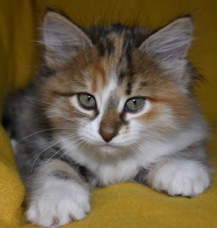 Sibirisk kattunge Ebella