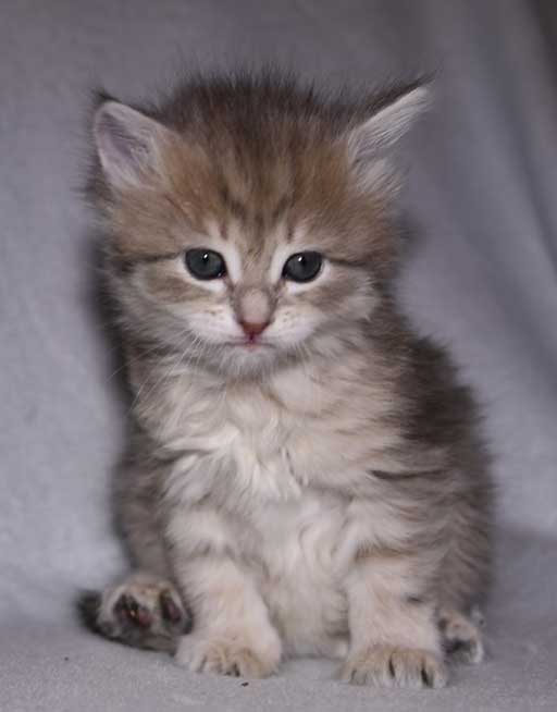 sibirisk kattunge Fabiola