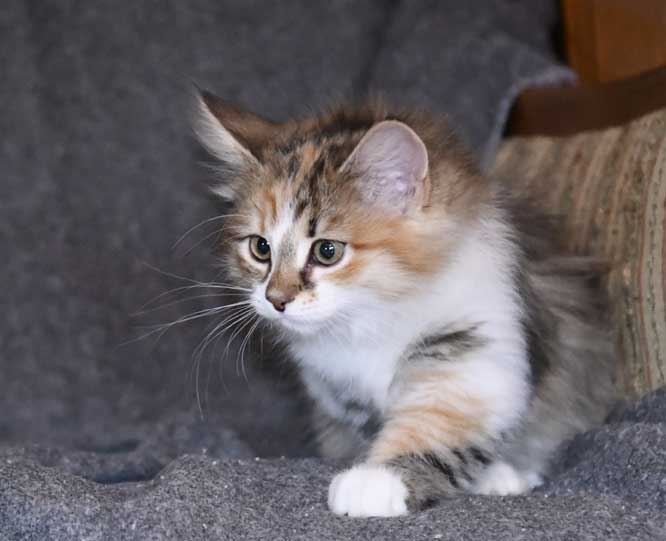 Sibirisk kattunge Ebella