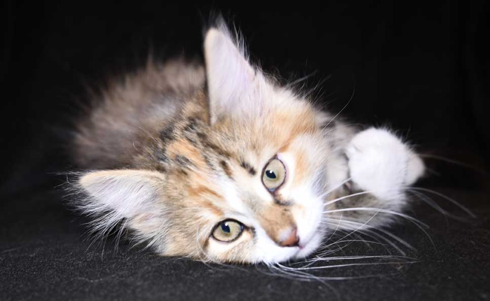 sibirisk kattunge Ebella