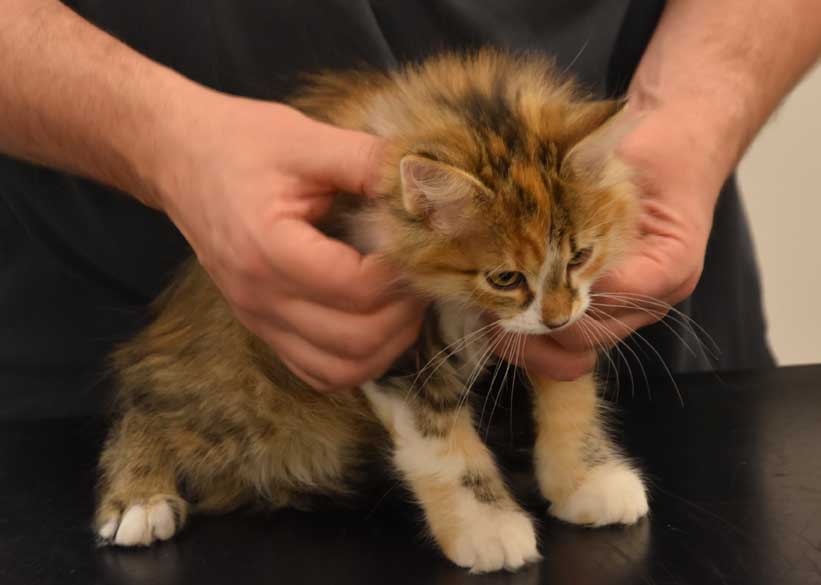 sibirisk kattunge Ebella