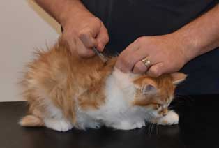 sibirisk kattunge Edwin